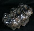 Rare Trilophodon ( Tusked Mastodon) Molar #4247-2